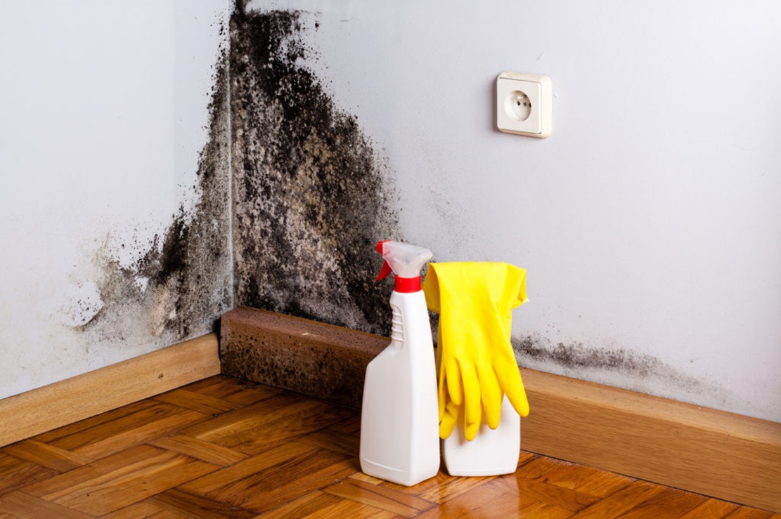 DIY Mold Cleanup